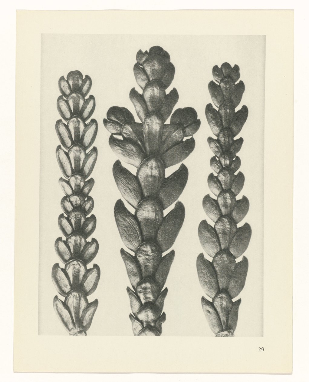Plantstudie Urformen der Kunst (serietitel) door Karl Blossfeldt