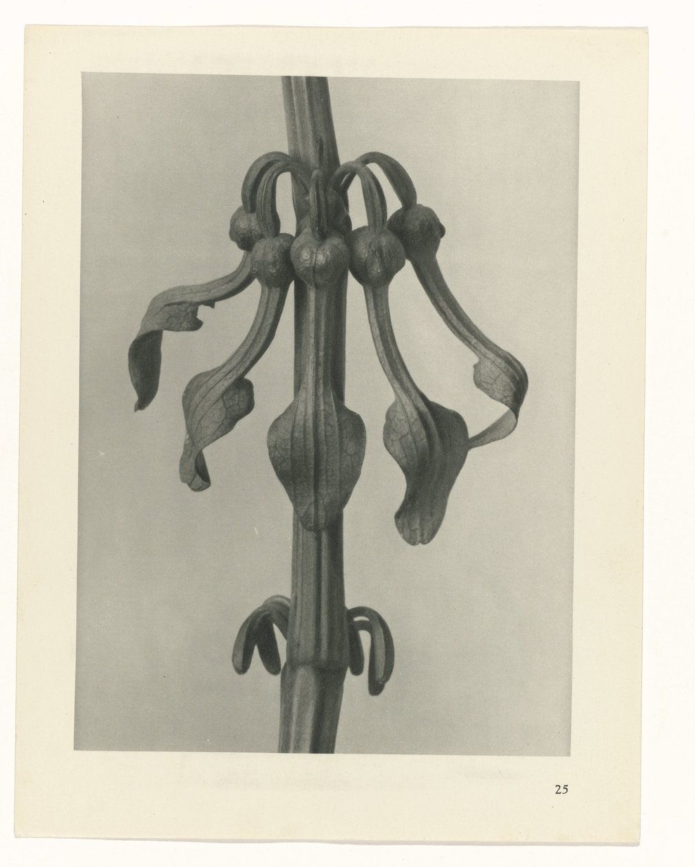 Plantstudie Urformen der Kunst (serietitel) door Karl Blossfeldt