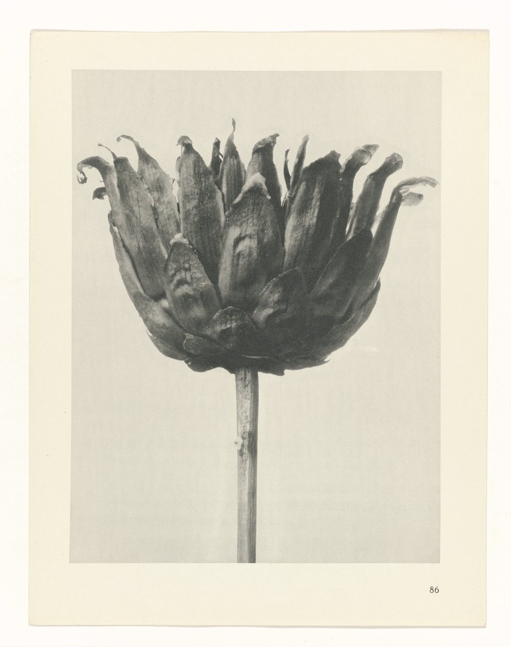 Plantstudie Urformen der Kunst (serietitel) door Karl Blossfeldt