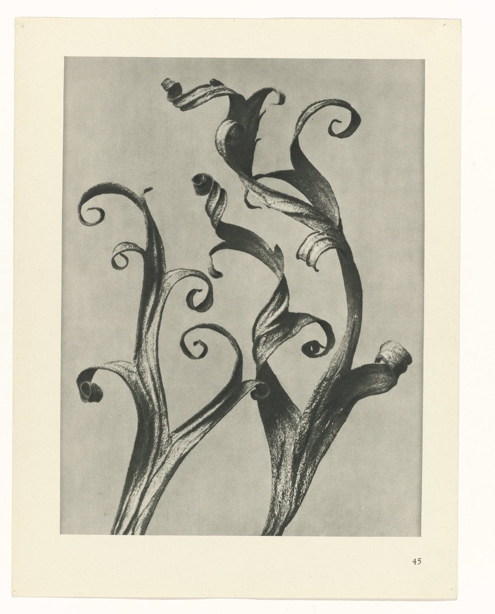 Plantstudie Urformen der Kunst (serietitel) door Karl Blossfeldt