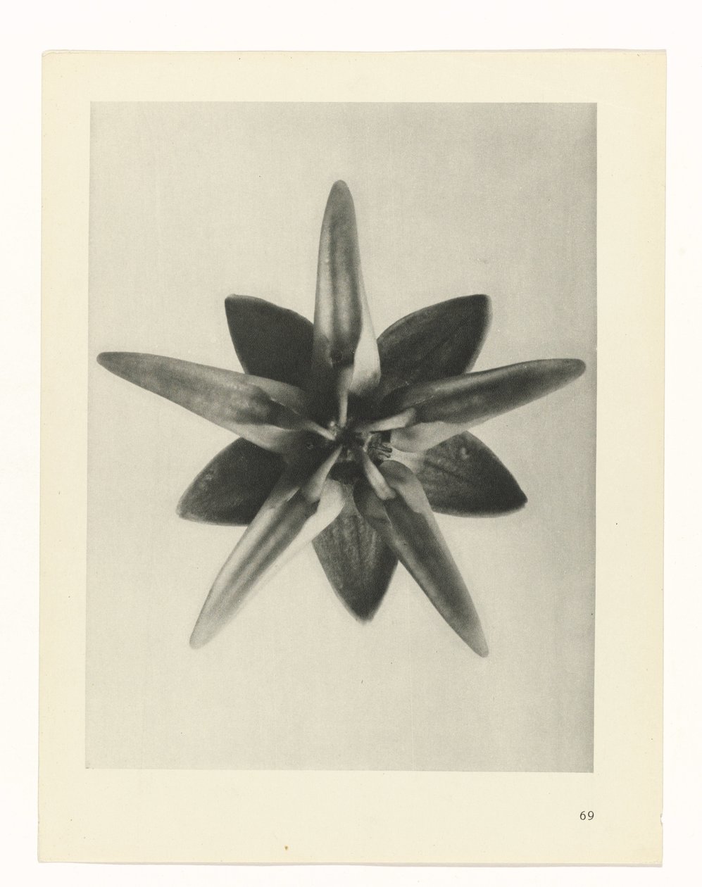 Plantstudie Urformen der Kunst (serietitel) door Karl Blossfeldt
