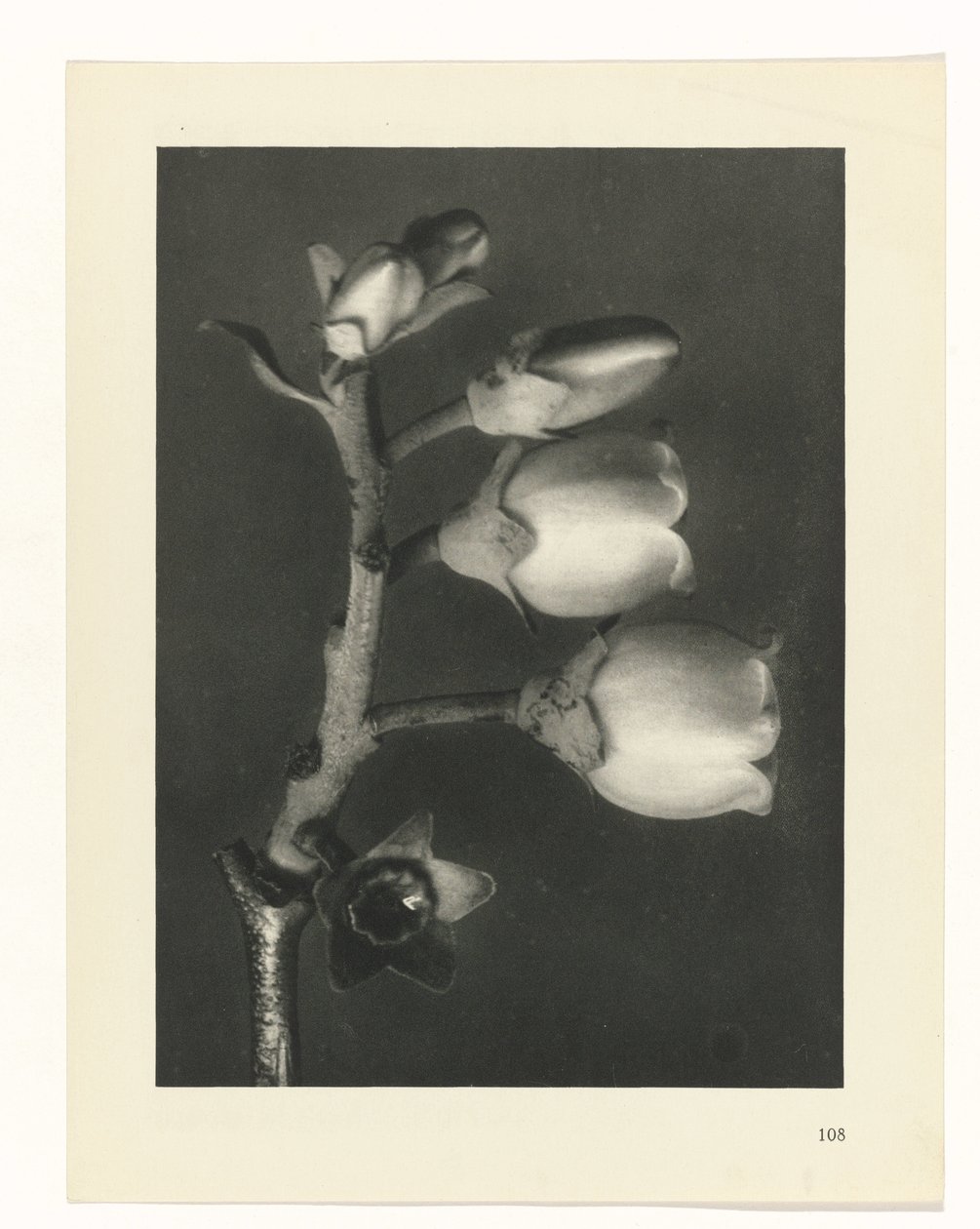 Plantstudie Urformen der Kunst (serietitel) door Karl Blossfeldt