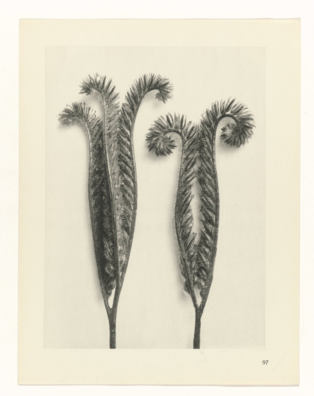 Plantstudie Urformen der Kunst (serietitel) door Karl Blossfeldt