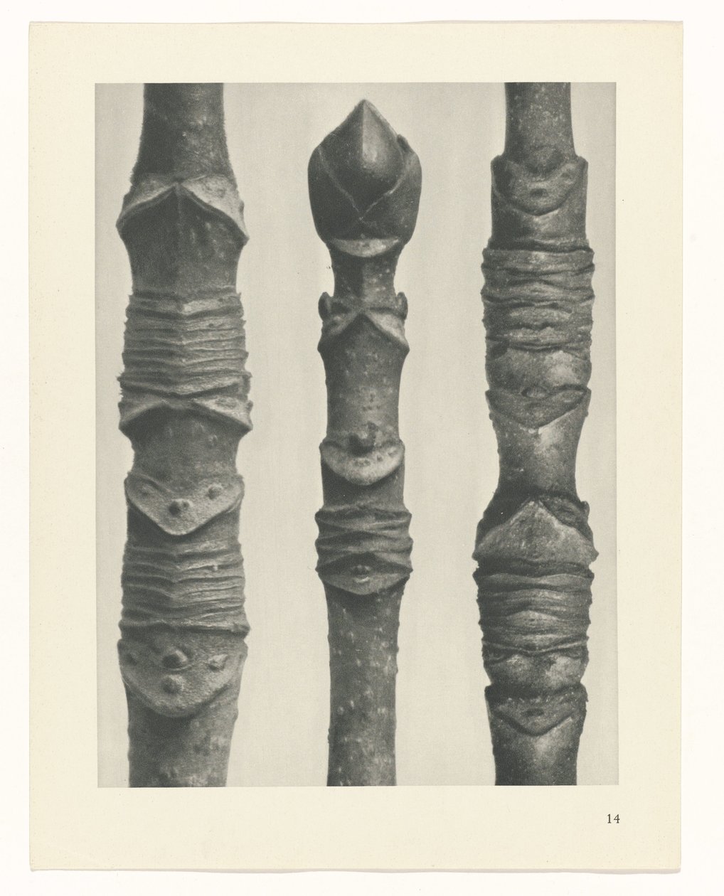 Plantstudie Urformen der Kunst (serietitel) door Karl Blossfeldt