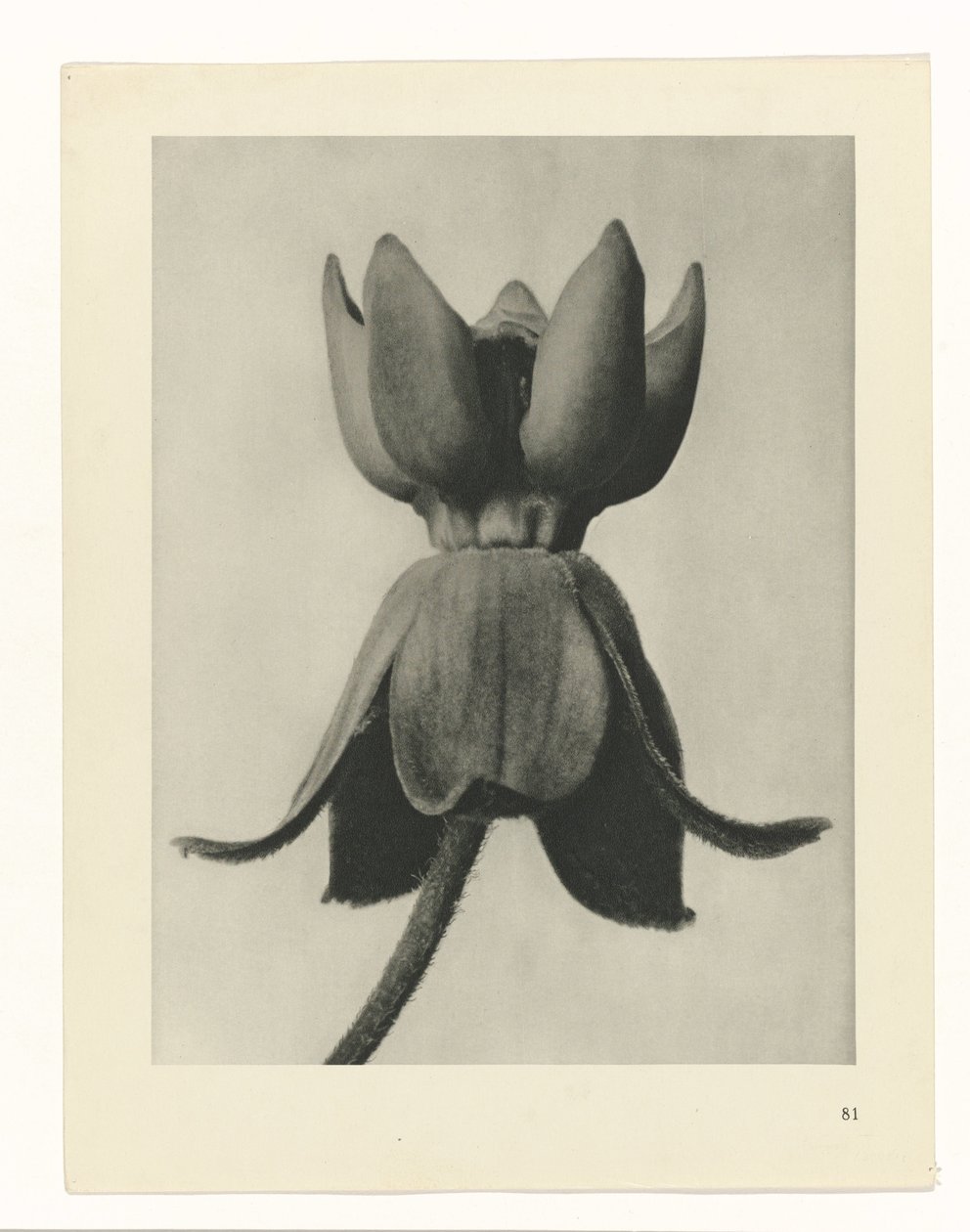 Plantstudie Urformen der Kunst (serietitel) door Karl Blossfeldt