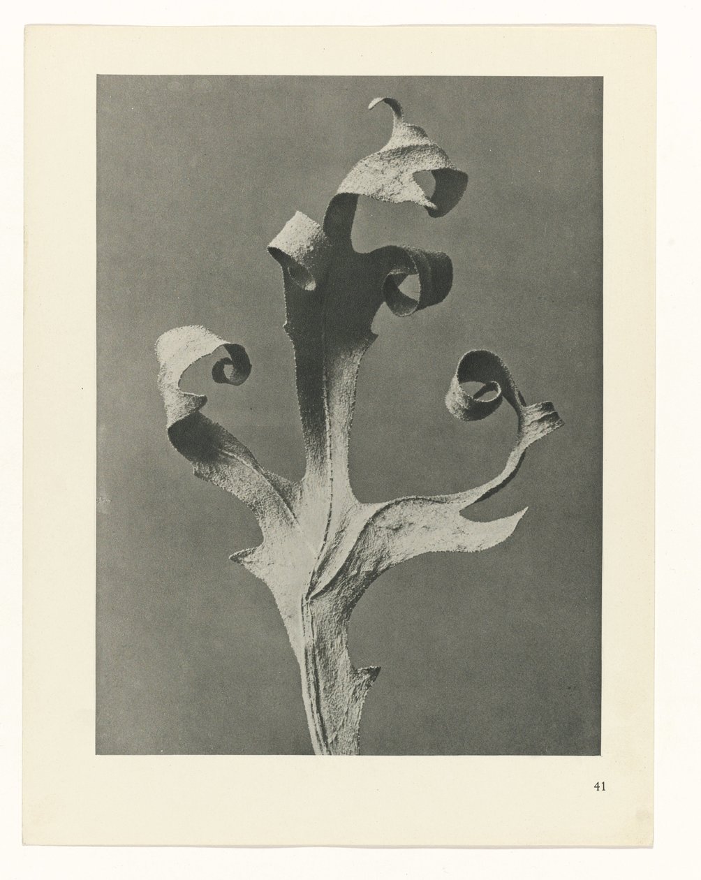 Plantstudie Urformen der Kunst (serietitel) door Karl Blossfeldt