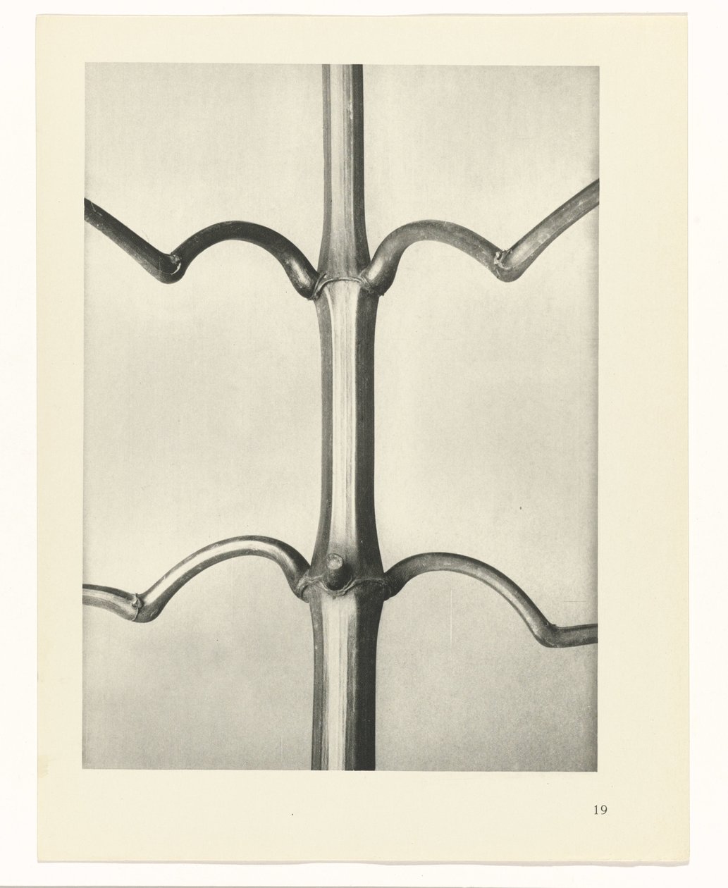 Plantstudie Urformen der Kunst (serietitel) door Karl Blossfeldt