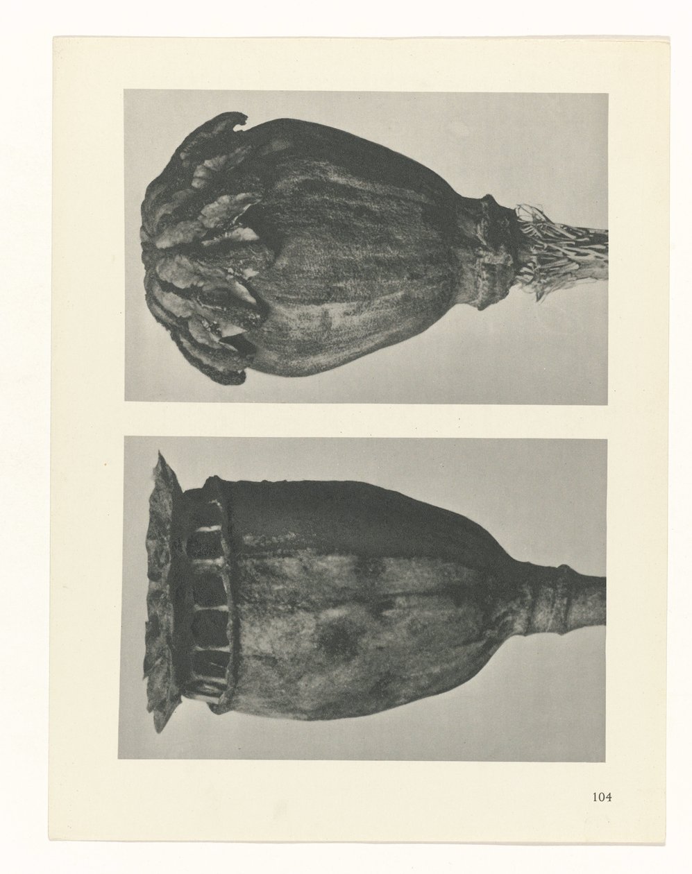 Plantstudie Urformen der Kunst (serietitel) door Karl Blossfeldt