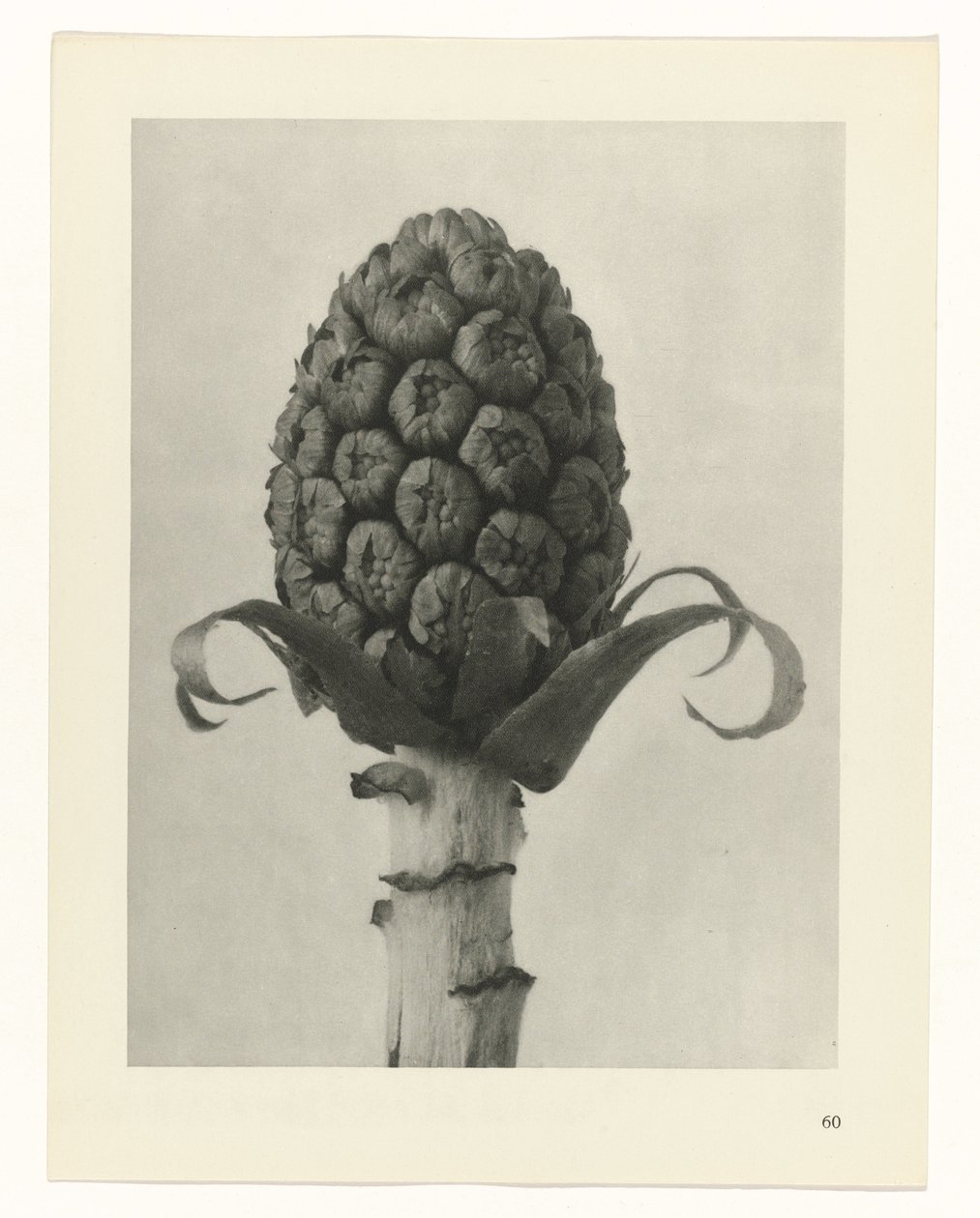 Plantstudie Urformen der Kunst (serietitel) door Karl Blossfeldt
