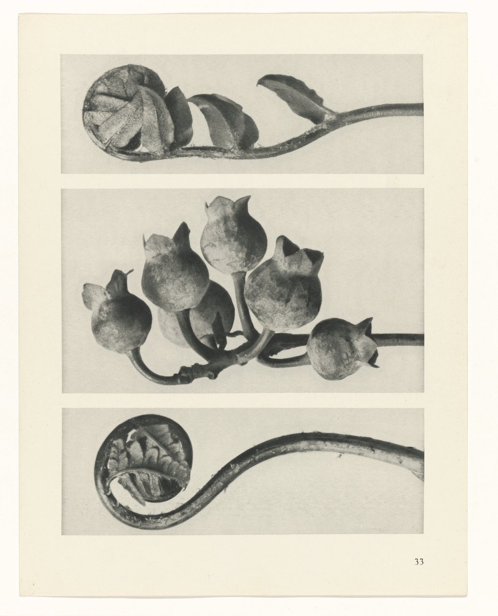 Plantstudie Urformen der Kunst (serietitel) door Karl Blossfeldt