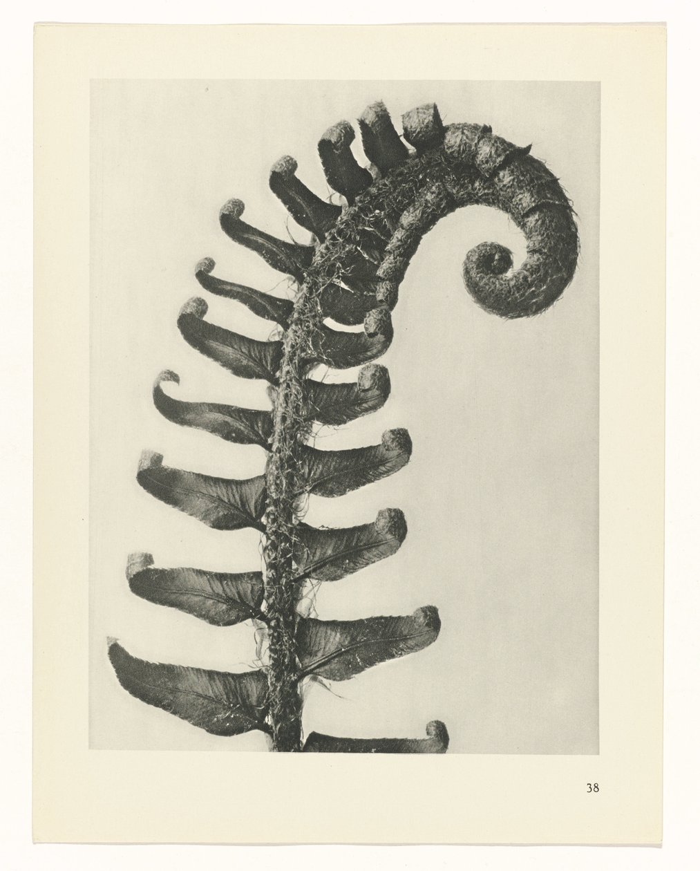 Plantstudie Urformen der Kunst (serietitel) door Karl Blossfeldt