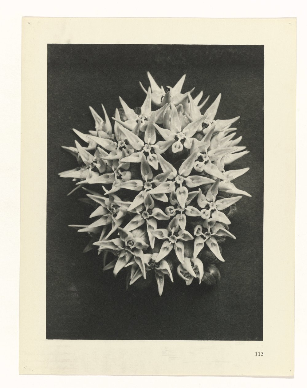 Plantstudie Urformen der Kunst (serietitel) door Karl Blossfeldt