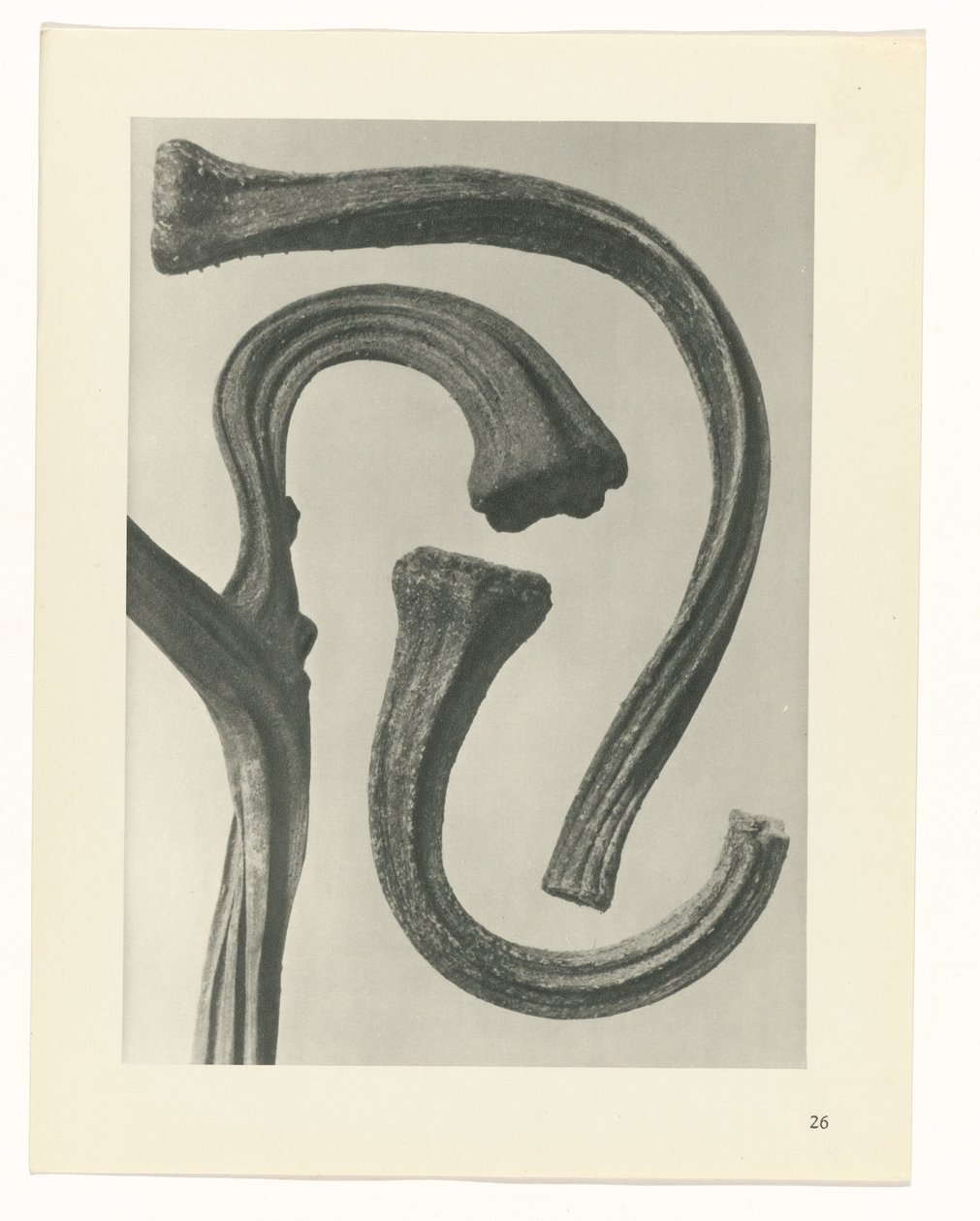 Plantstudie Urformen der Kunst (serietitel) door Karl Blossfeldt