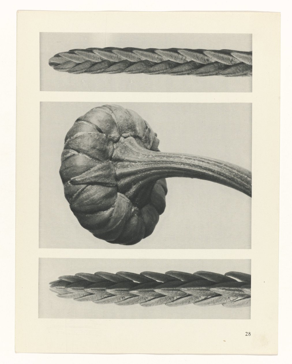 Plantstudie Urformen der Kunst (serietitel) door Karl Blossfeldt