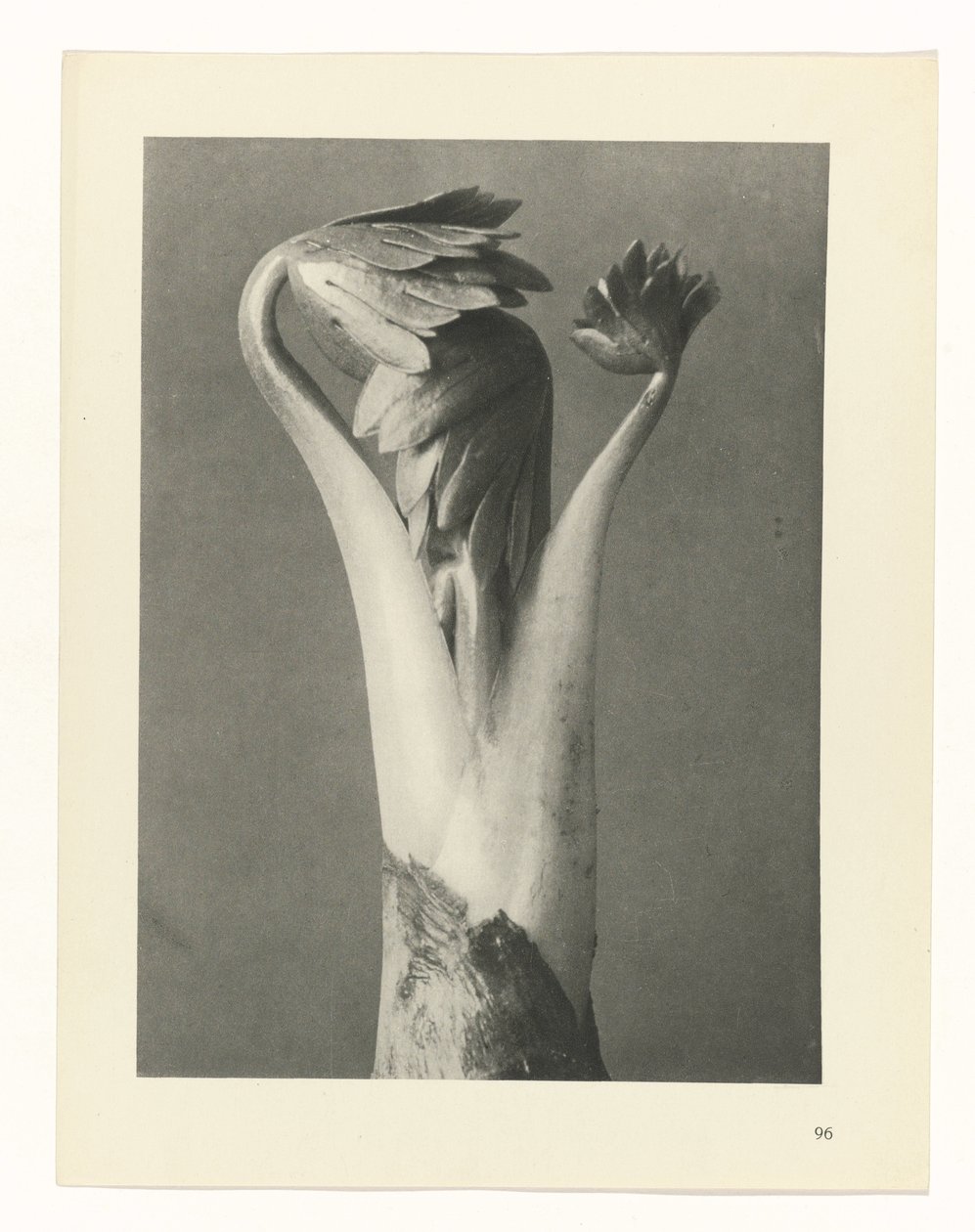 Plantstudie Urformen der Kunst (serietitel) door Karl Blossfeldt
