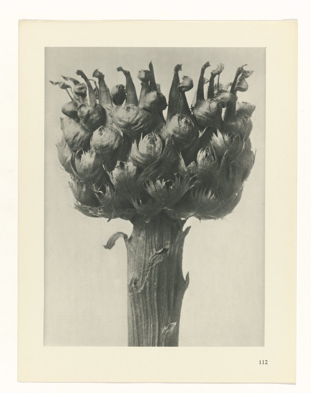 Plantstudie Urformen der Kunst (serietitel) door Karl Blossfeldt