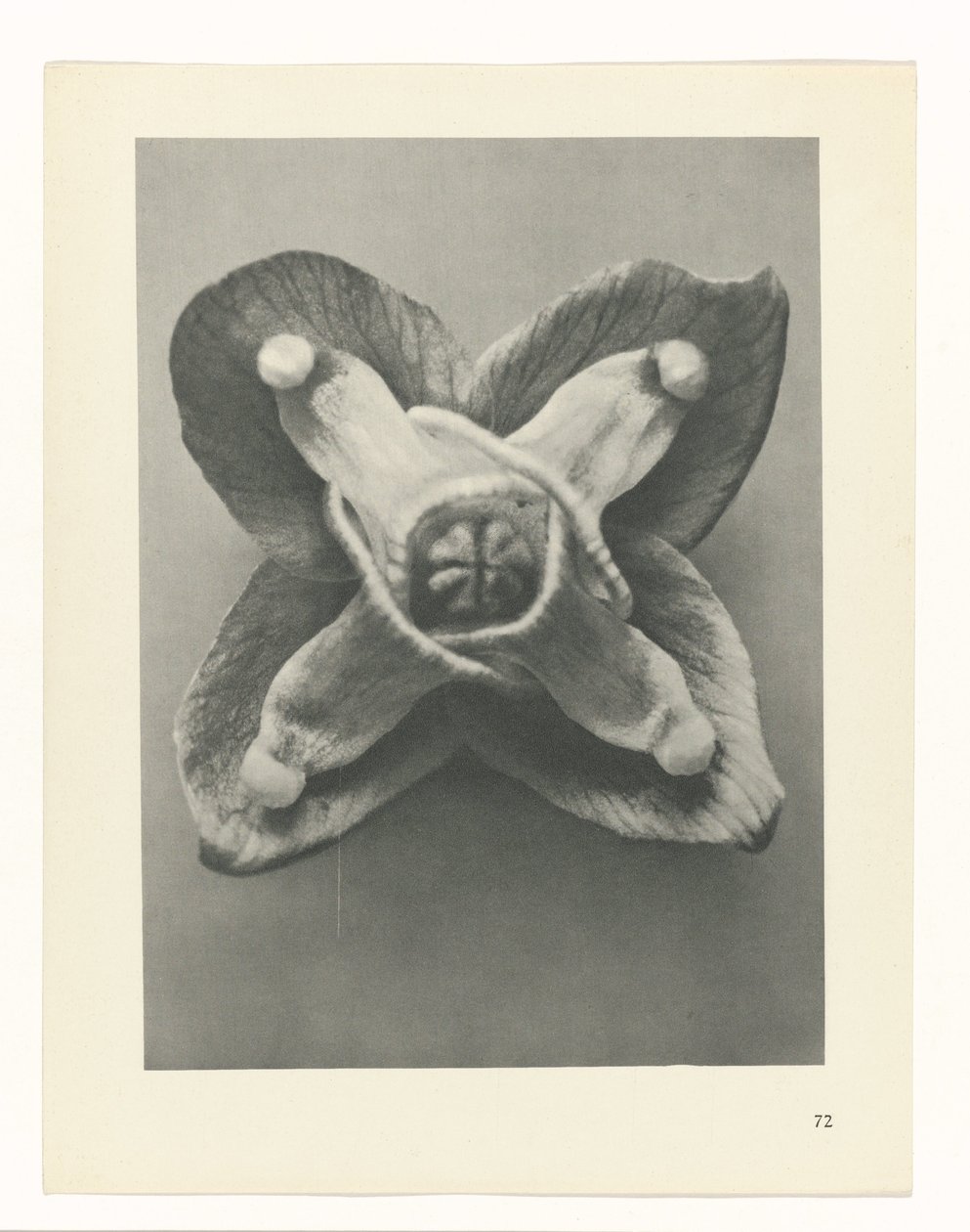 Plantstudie Urformen der Kunst (serietitel) door Karl Blossfeldt