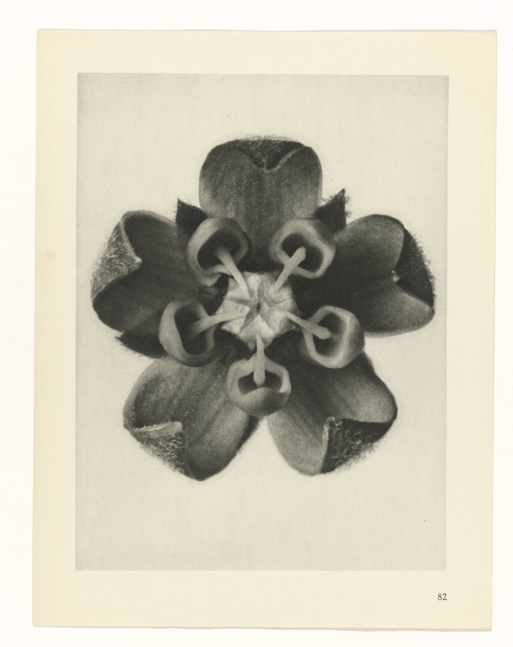 Plantstudie Urformen der Kunst (serietitel) door Karl Blossfeldt