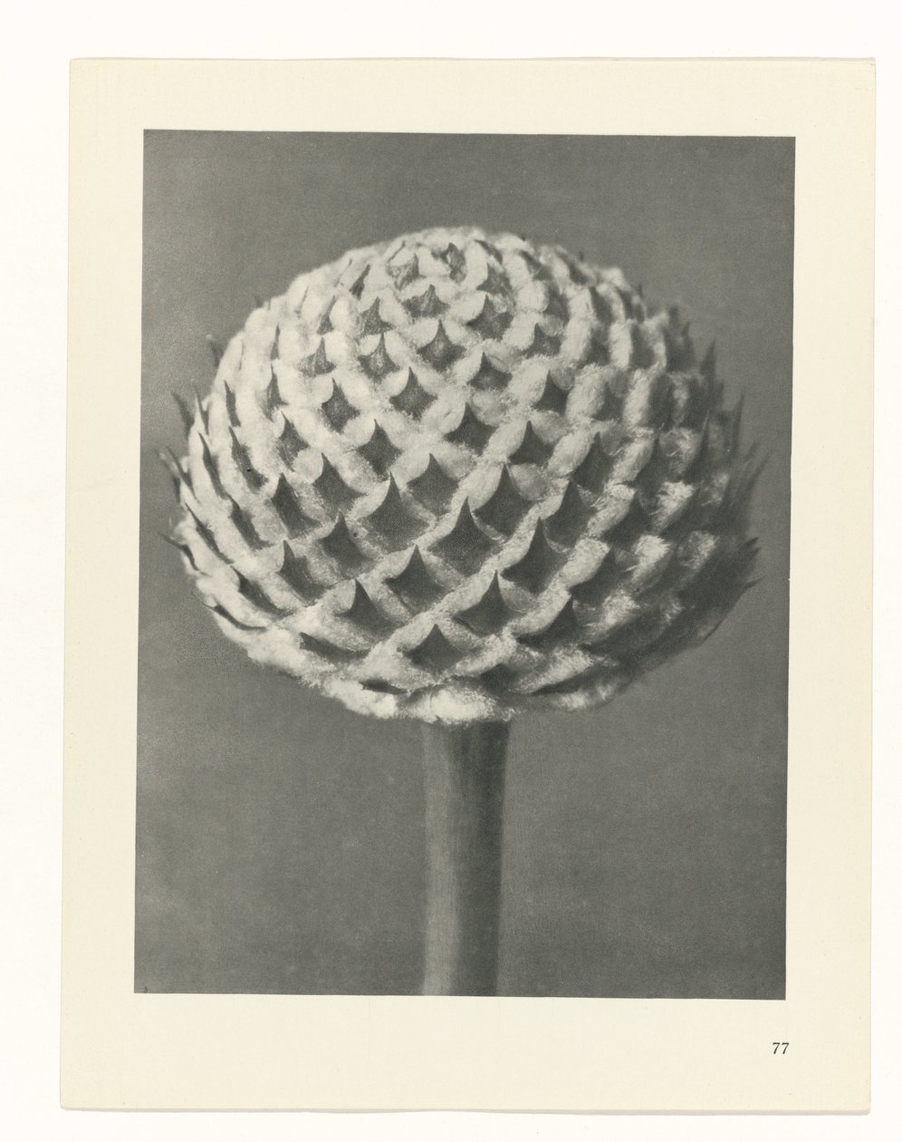 Plantstudie Urformen der Kunst (serietitel) door Karl Blossfeldt