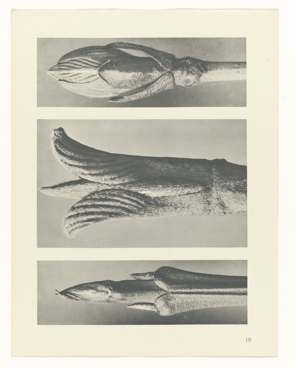 Plantstudie Urformen der Kunst (serietitel) door Karl Blossfeldt