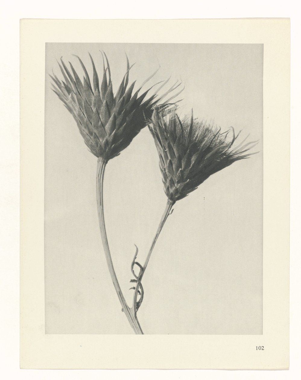 Plantstudie Urformen der Kunst (serietitel) door Karl Blossfeldt