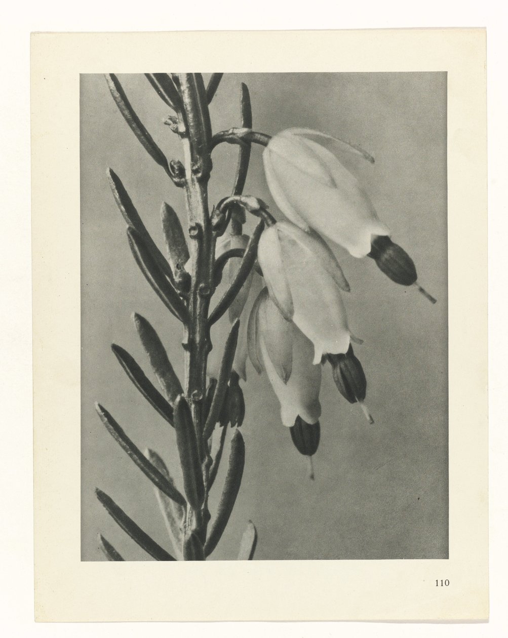 Plantstudie Urformen der Kunst (serietitel) door Karl Blossfeldt