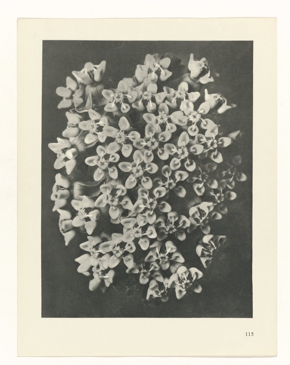Plantstudie Urformen der Kunst (serietitel) door Karl Blossfeldt