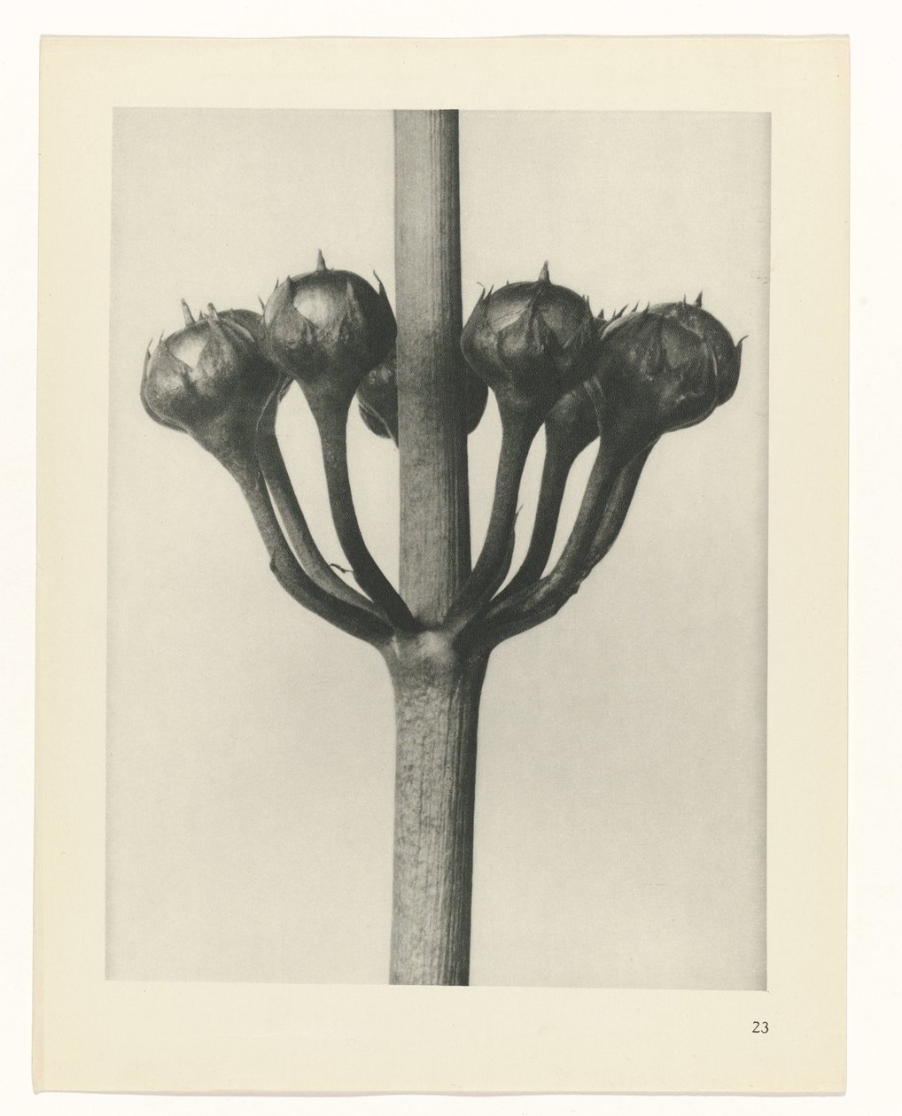 Plantstudie (Urformen der Kunst) door Karl Blossfeldt