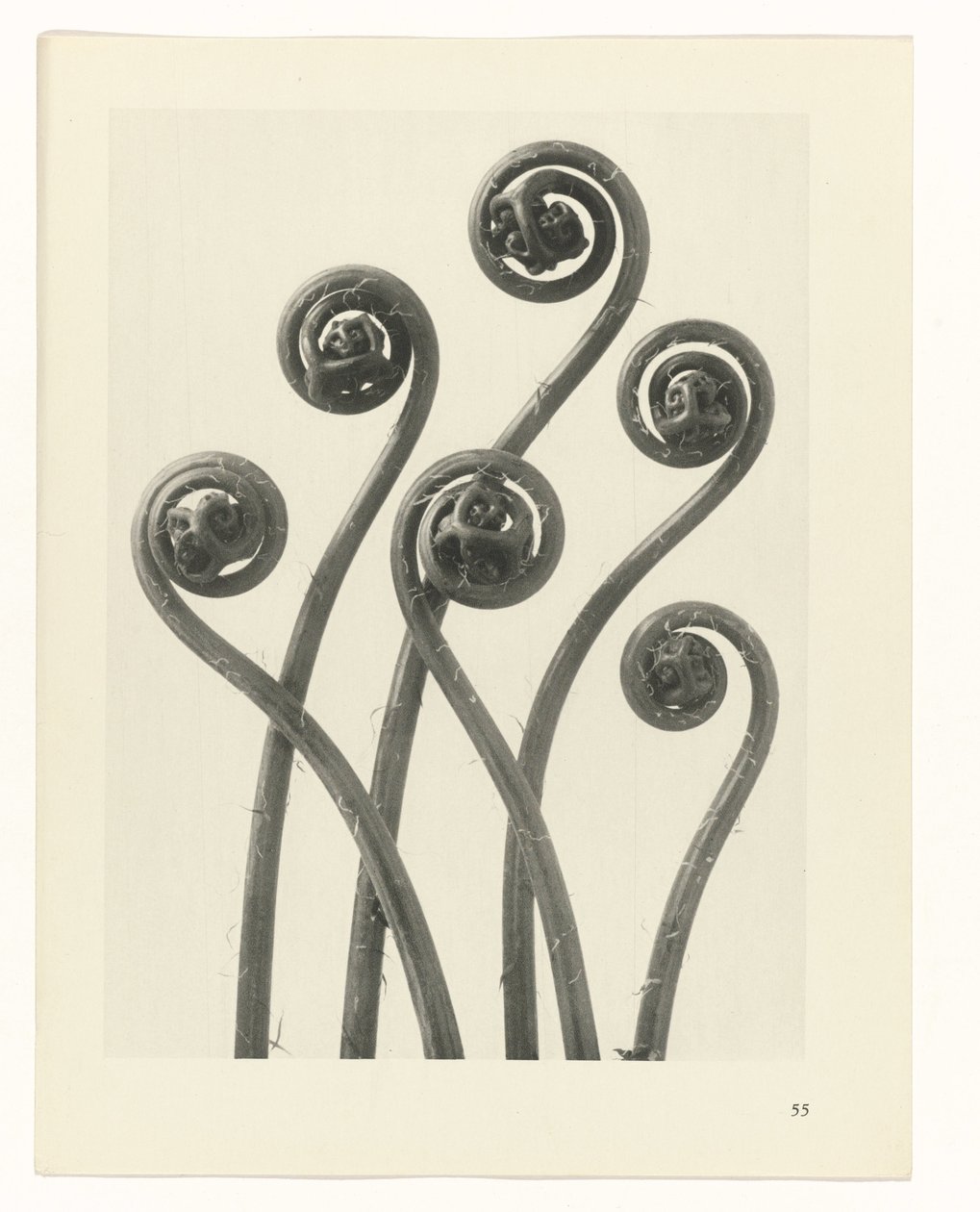 Plantstudie (Urformen der Kunst) door Karl Blossfeldt