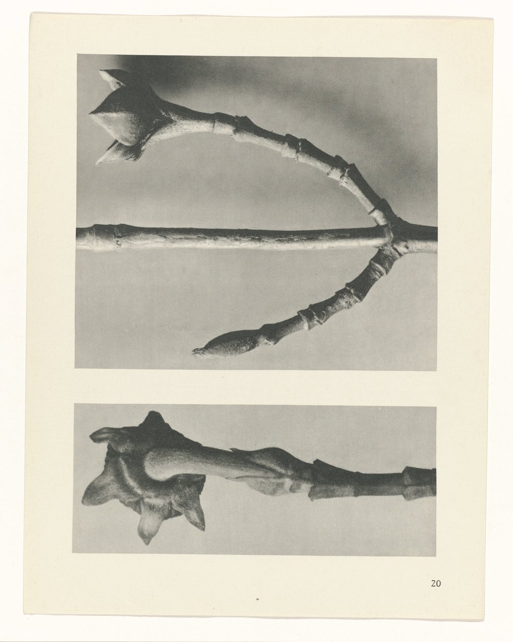 Plantstudie (Urformen der Kunst) door Karl Blossfeldt