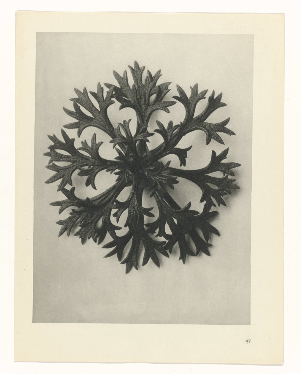 Plantstudie (Urformen der Kunst) door Karl Blossfeldt