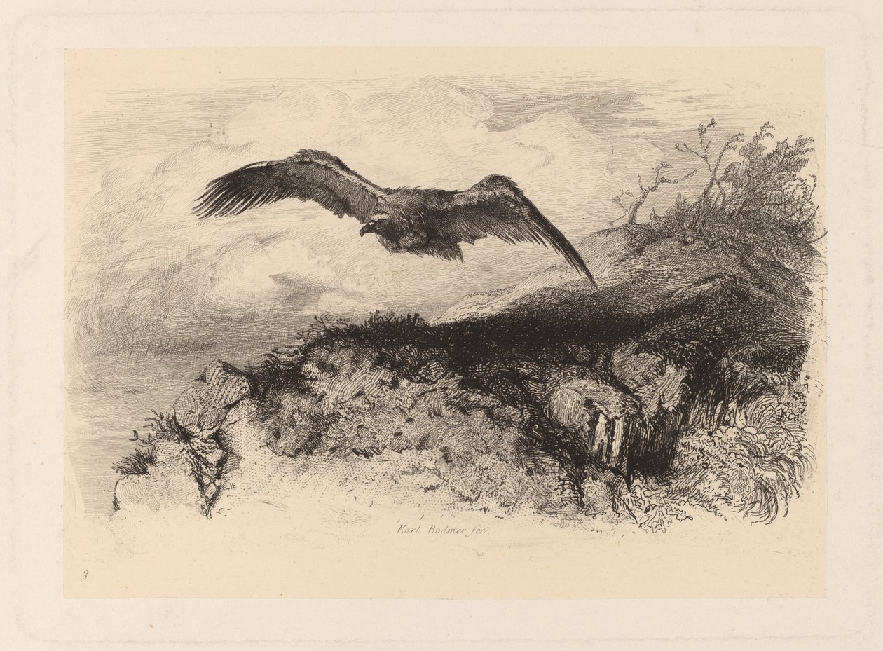 Adelaar in Vlucht door Karl Bodmer