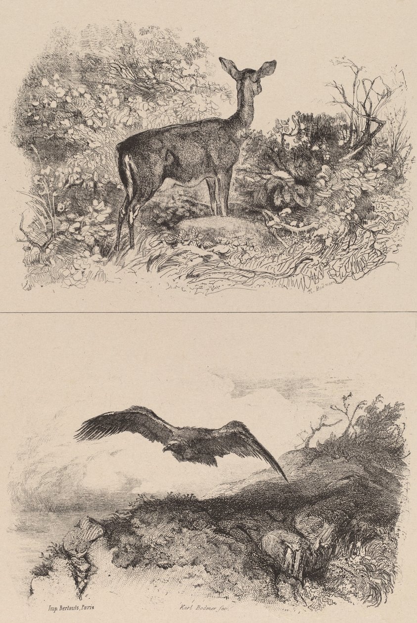 Hert, Adelaar door Karl Bodmer