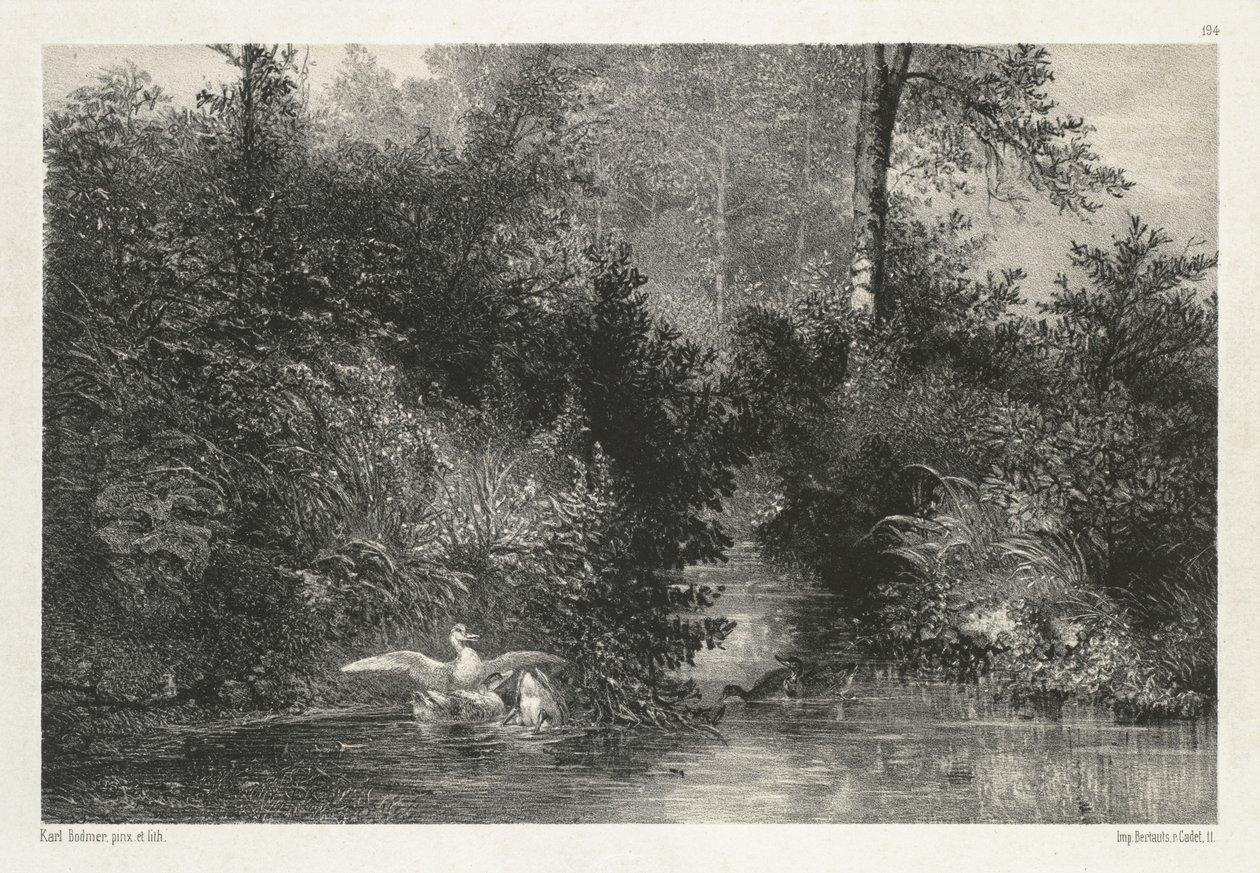 Eenden (Canards) door Karl Bodmer