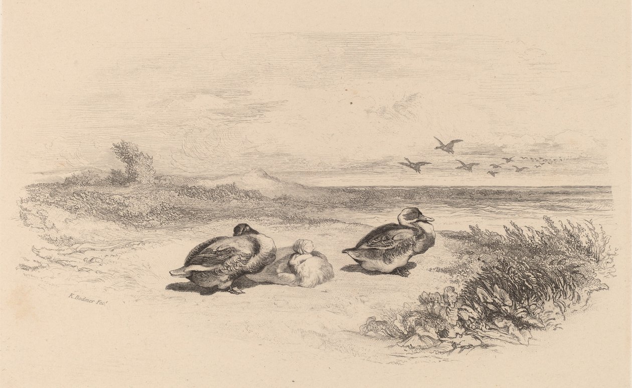 Wilde eenden door Karl Bodmer