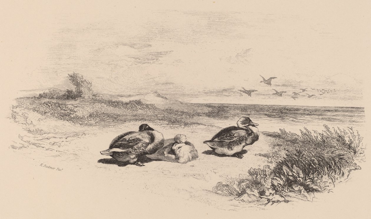 Wilde Eenden door Karl Bodmer
