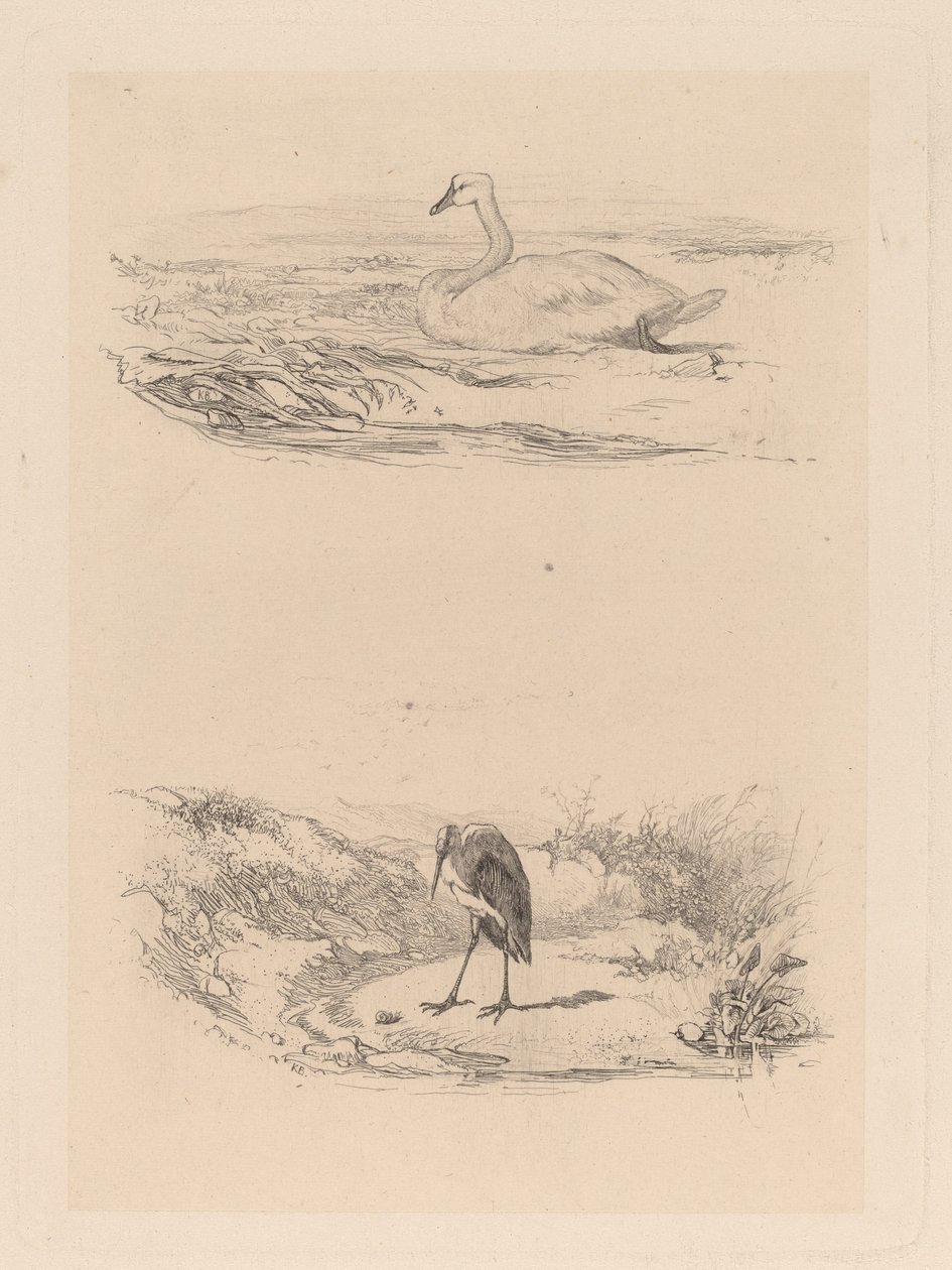 Zwaan, reiger door Karl Bodmer