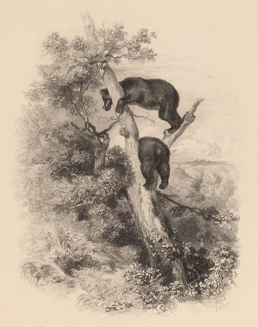 Twee beren door Karl Bodmer