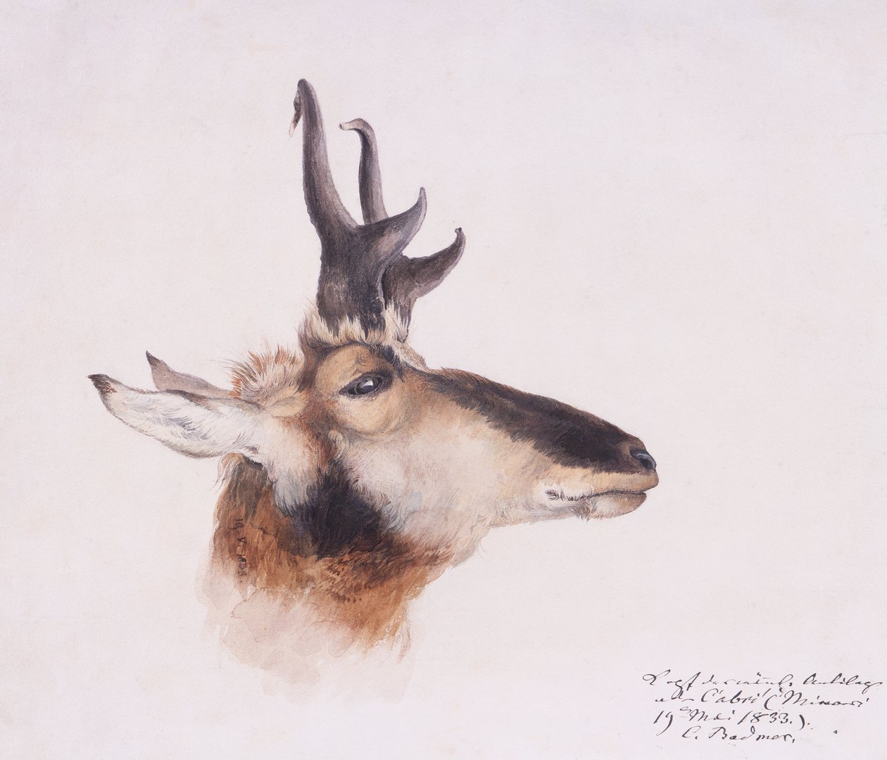 Hoofd van een Antilope door Karl Bodmer