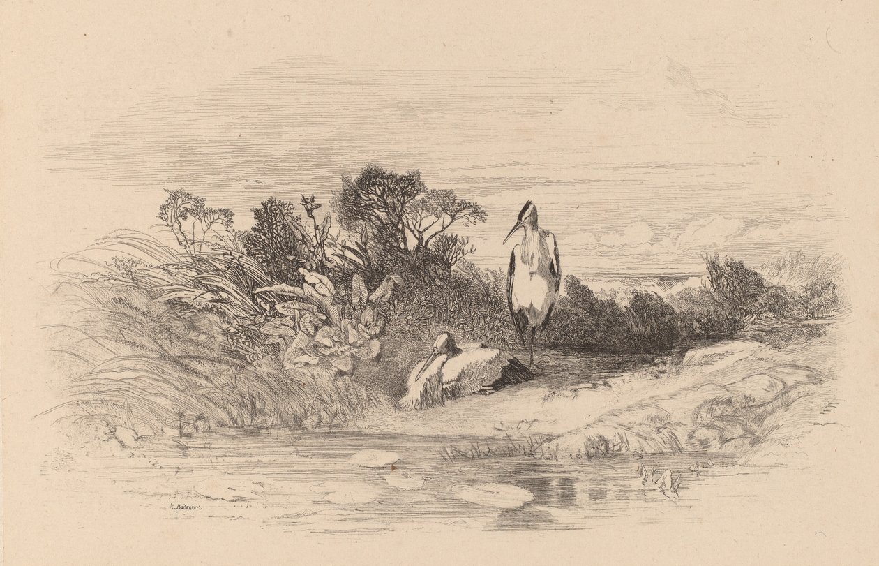 Reigers door Karl Bodmer
