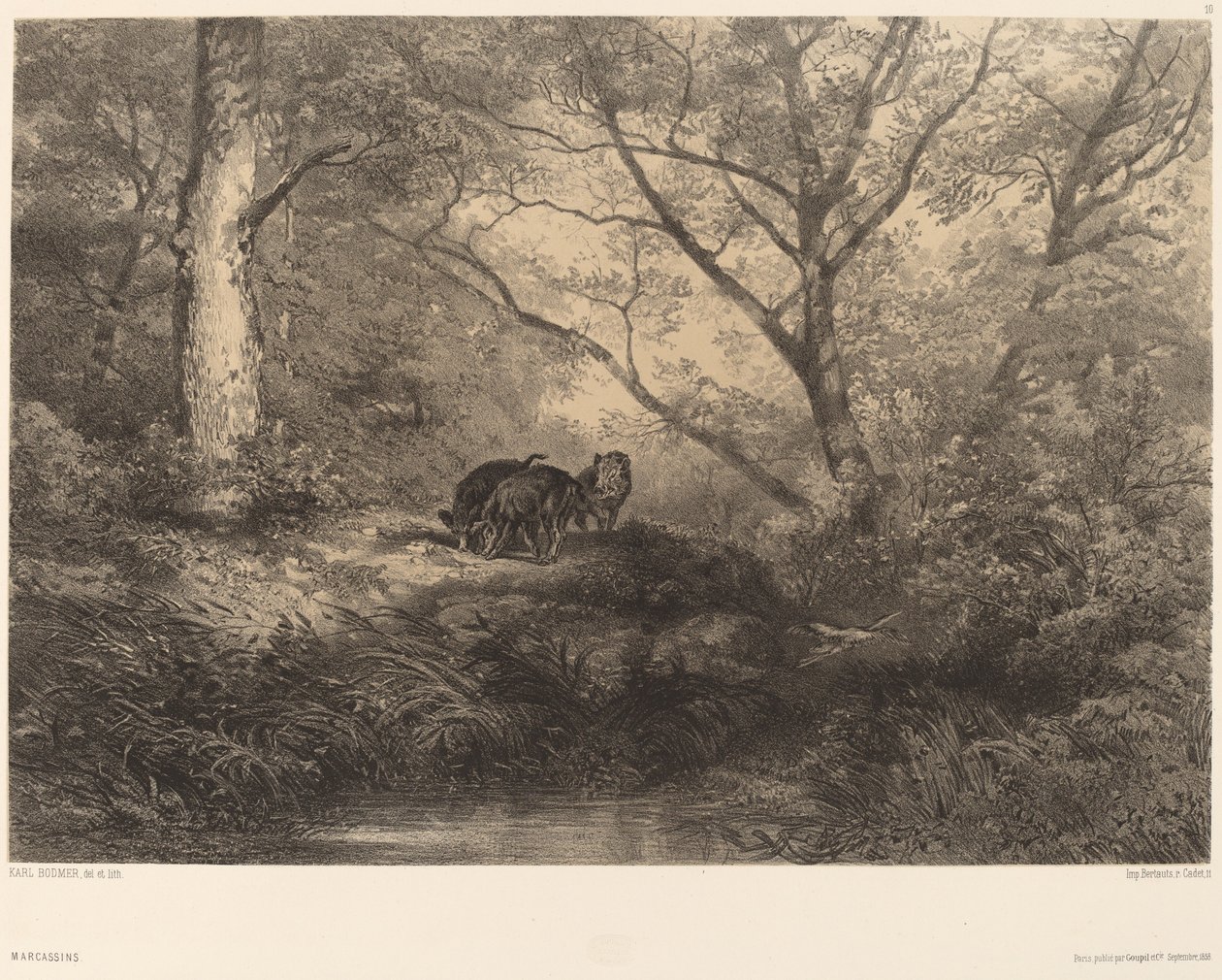Wilde zwijnen door Karl Bodmer
