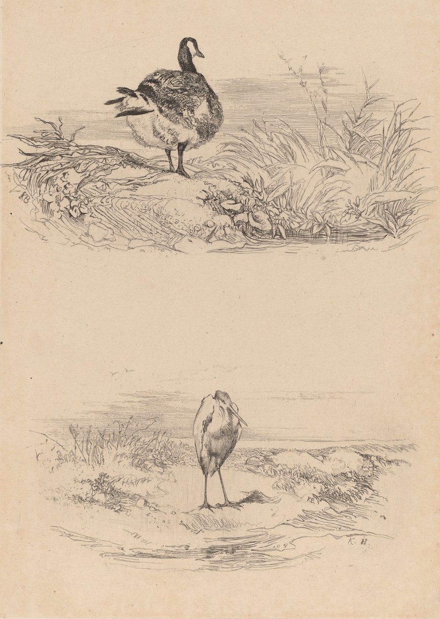 Gans, Reiger door Karl Bodmer
