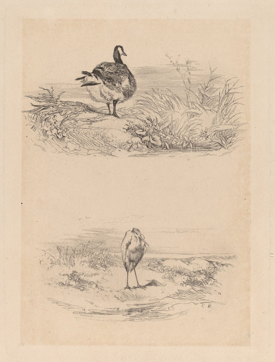 Gans, Reiger door Karl Bodmer