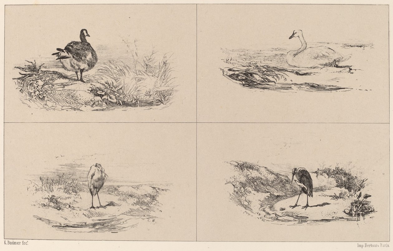 Ganzen, Zwanen, Reigers door Karl Bodmer