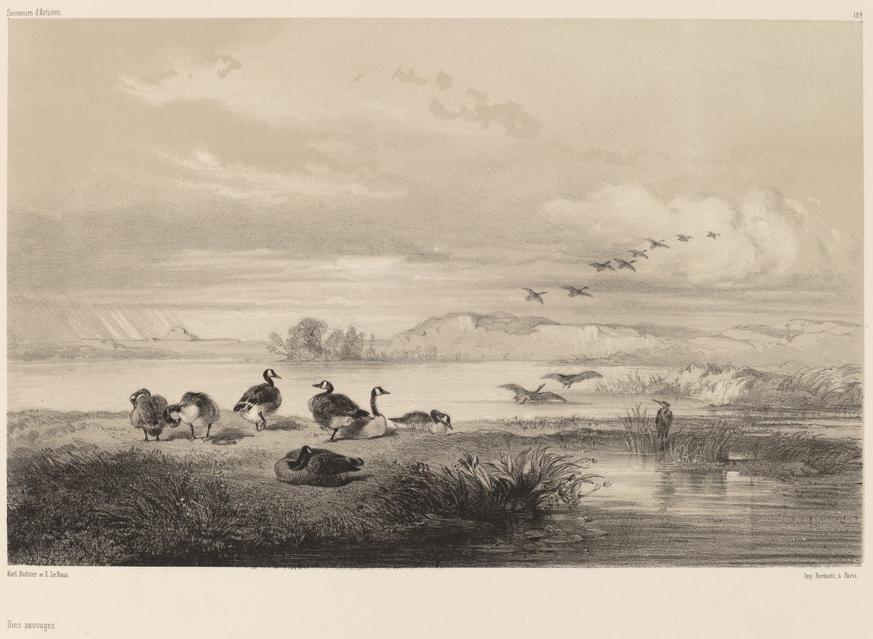 Wilde ganzen door Karl Bodmer