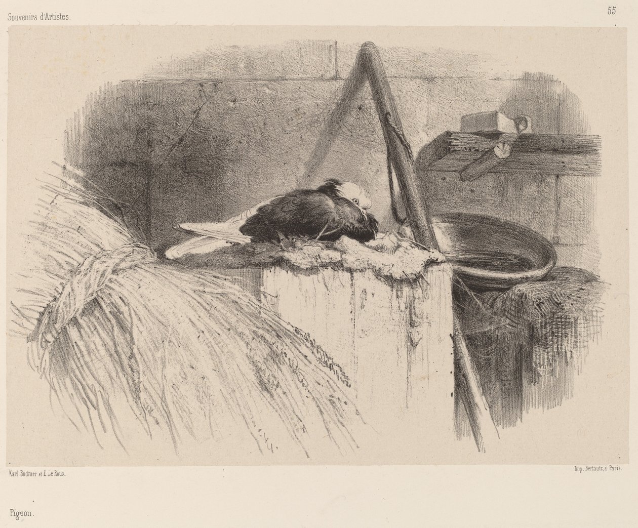 Duif door Karl Bodmer