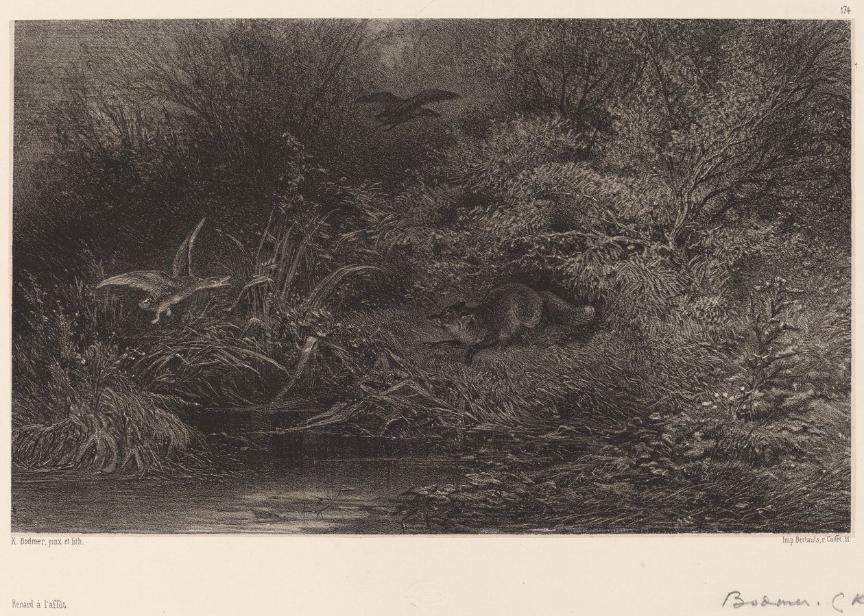 Vos op de loer door Karl Bodmer