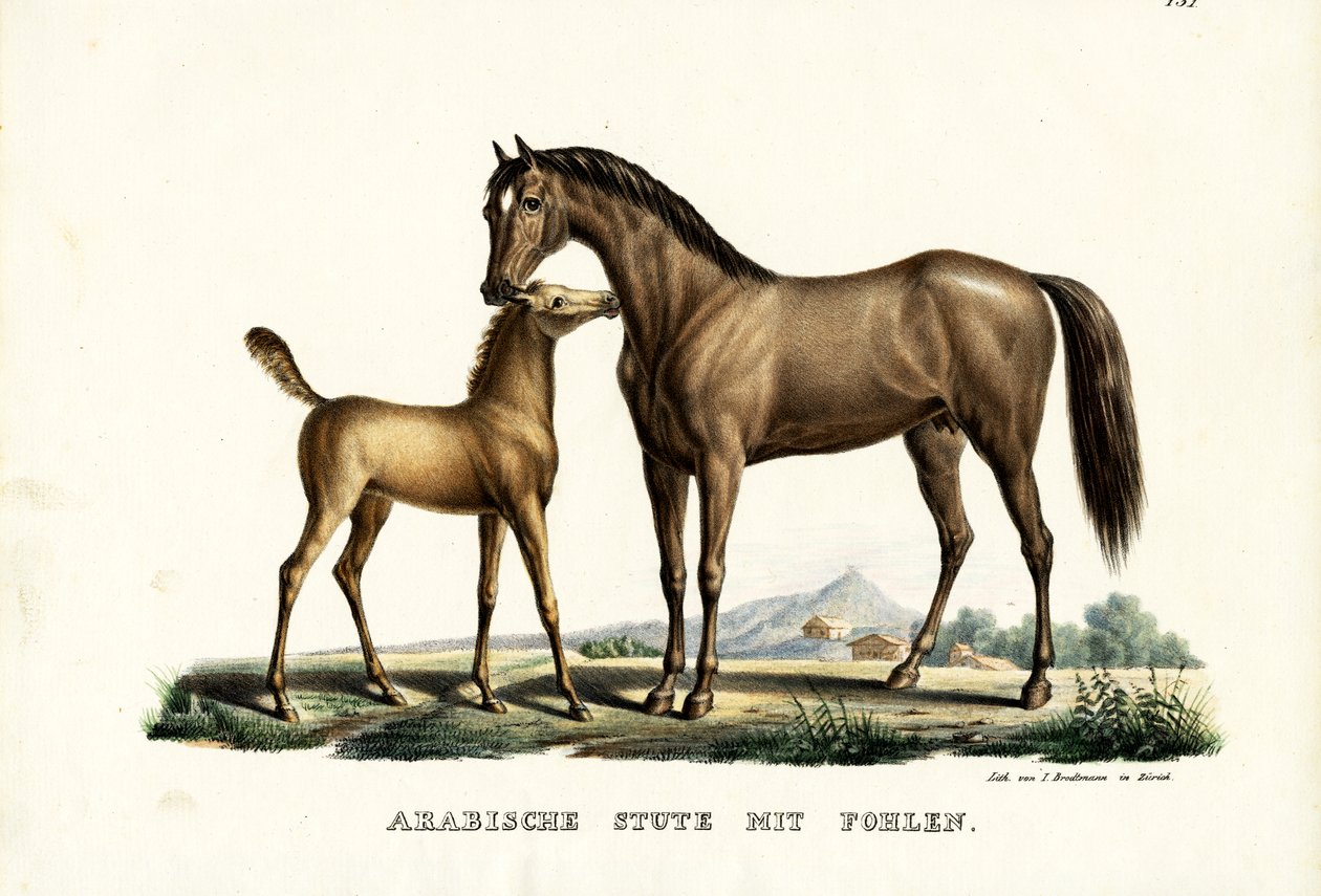 Arabisch paard met vogel, 1824 door Karl Joseph Brodtmann