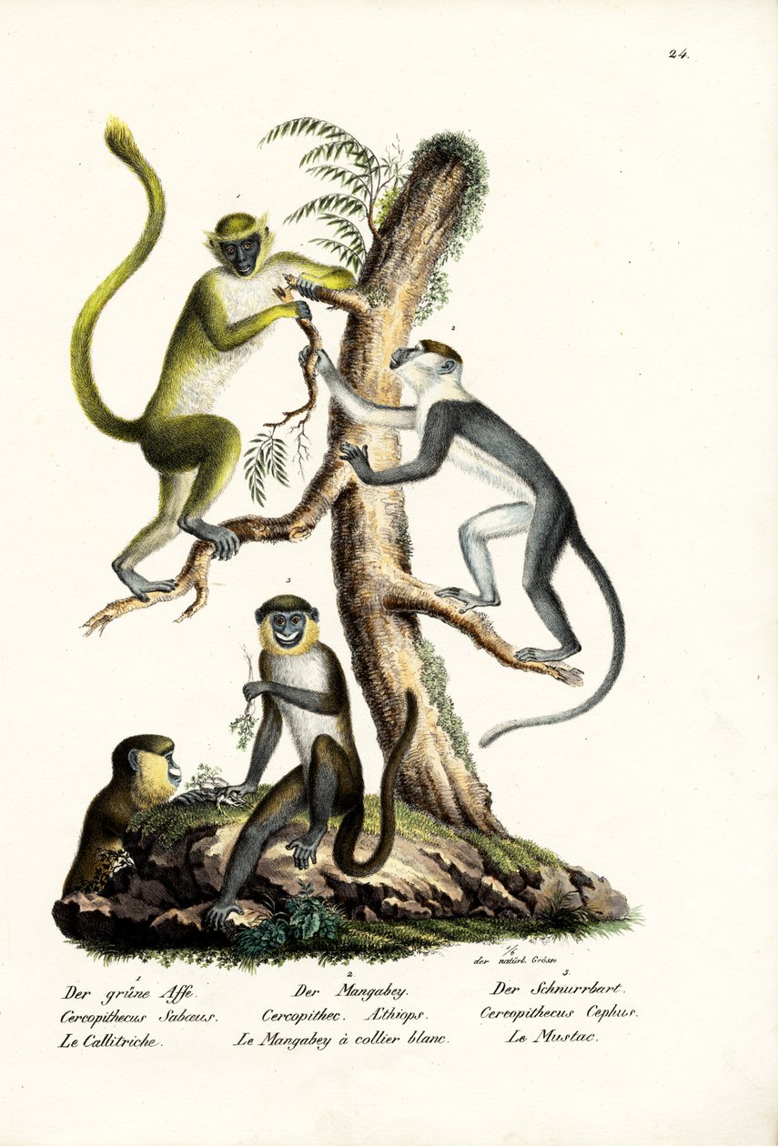 Groene aap, 1824 door Karl Joseph Brodtmann