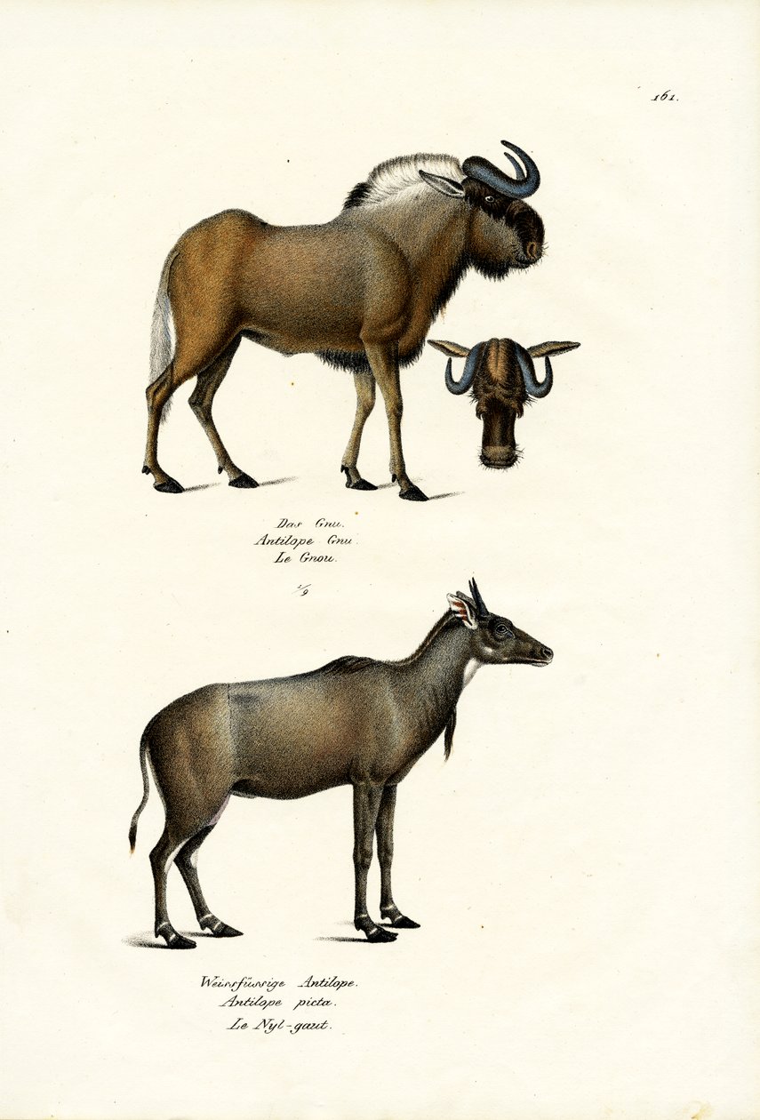 Hartebeest door Karl Joseph Brodtmann